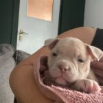 Lilac and lilac merle pocket bully puppies Gallery Image