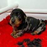 Beautiful kc reg miniature dachshunds Gallery Image