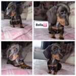 MINIATURE DACHSHUNDS FOR SALE Gallery Image