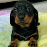 Beautiful kc reg miniature dachshunds Gallery Image