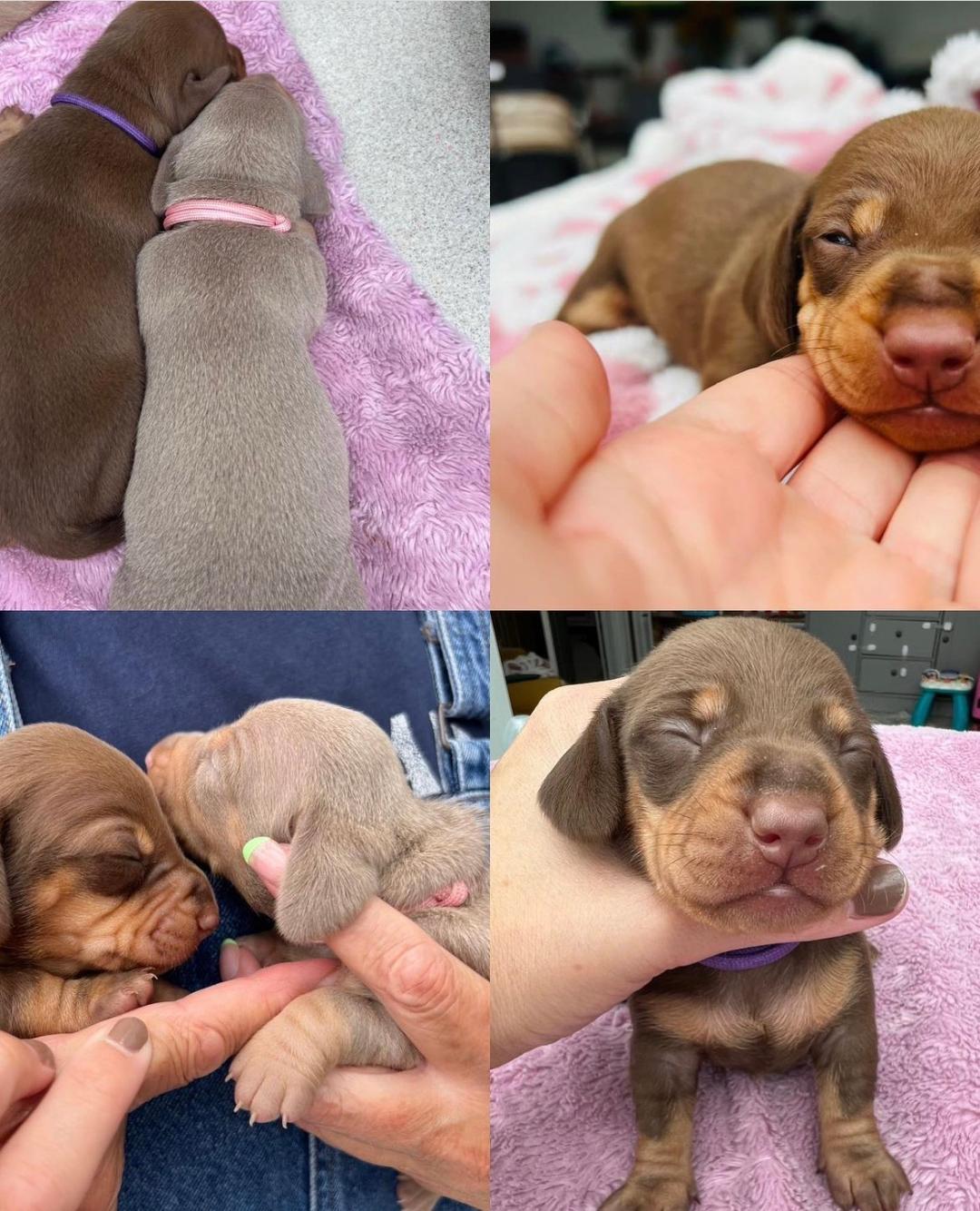 BEAUTIFUL  MINIATURE DACHSHUND PUPS