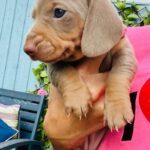 The most Beautiful mini dachshund pups Gallery Image