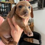 The most Beautiful mini dachshund pups Gallery Image