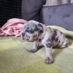 Merle frenchi bulldog Gallery Image