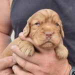 Working Cocker Spaniels Gallery Image