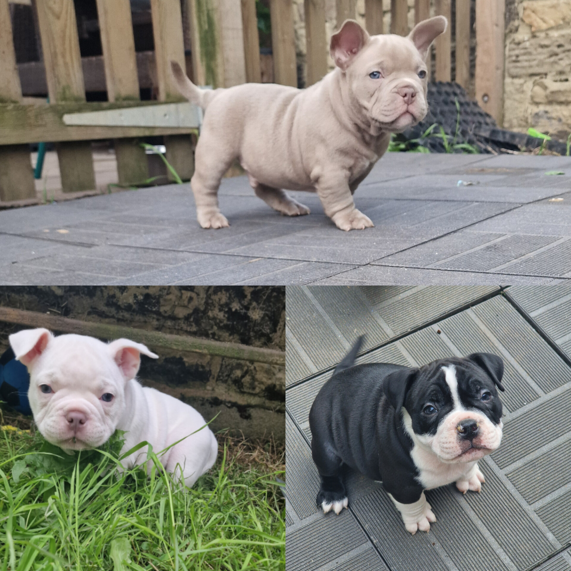 MICRO American bully