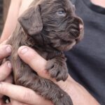 Working Cocker Spaniels Gallery Image