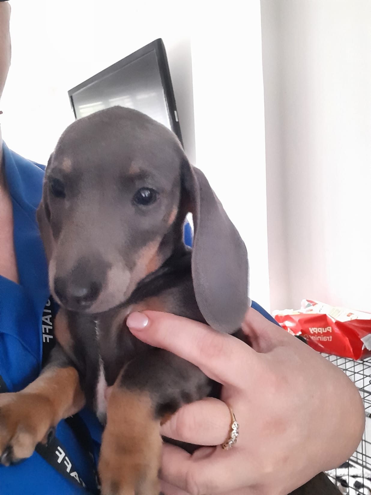 Miniature Dachshund puppies stunning