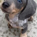 Miniature Dachshund puppies stunning Gallery Image