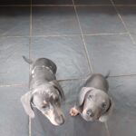 Miniature Dachshund puppies stunning Gallery Image