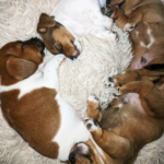 **1 BEAUTIFUL JACK RUSSELL PUPPY LEFT FOR SALE** Gallery Image