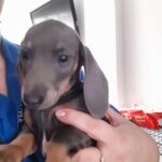 Miniature Dachshund puppies stunning Gallery Image