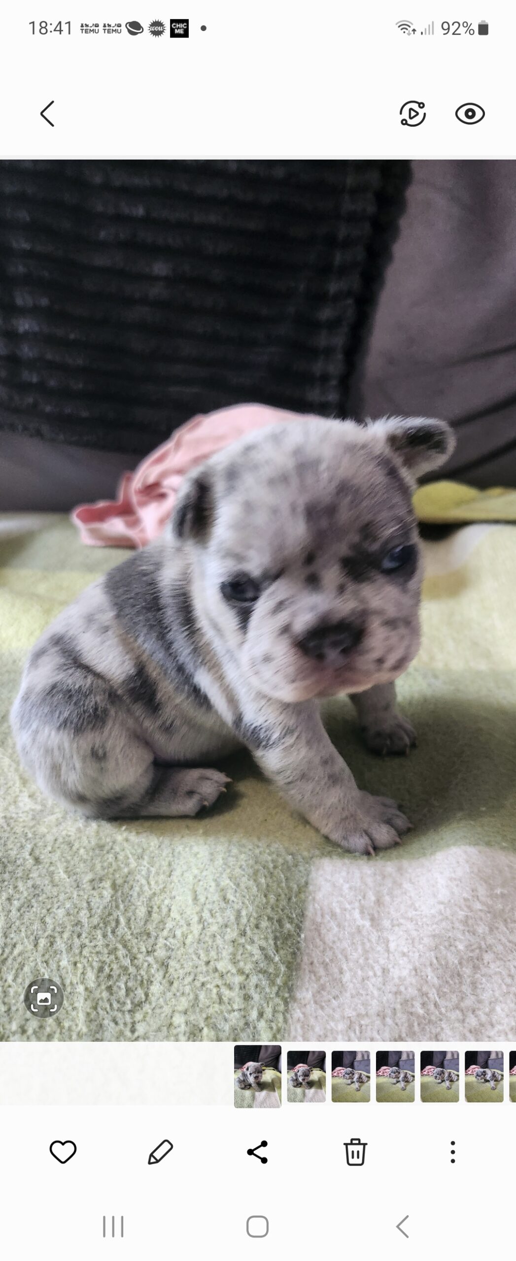 Merle frenchi bulldog