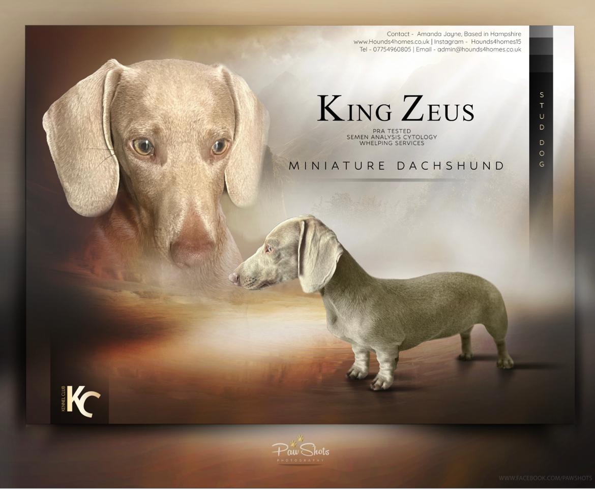 Beautiful Isabella King Zeus Miniature Dachshund