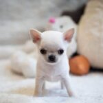 SHOW QUALITY CHIHUAHUA PUPPIES Gallery Image