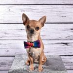 SHOW QUALITY CHIHUAHUA PUPPIES Gallery Image