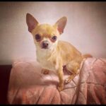 SHOW QUALITY CHIHUAHUA PUPPIES Gallery Image