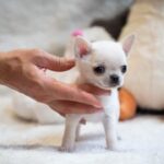 SHOW QUALITY CHIHUAHUA PUPPIES Gallery Image