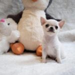 SHOW QUALITY CHIHUAHUA PUPPIES Gallery Image