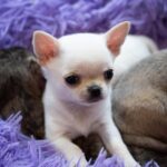 SHOW QUALITY CHIHUAHUA PUPPIES Gallery Image