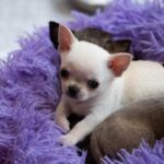 SHOW QUALITY CHIHUAHUA PUPPIES Gallery Image