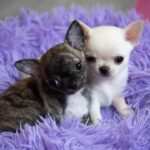 SHOW QUALITY CHIHUAHUA PUPPIES Gallery Image