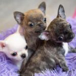 SHOW QUALITY CHIHUAHUA PUPPIES Gallery Image