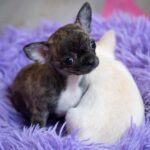 SHOW QUALITY CHIHUAHUA PUPPIES Gallery Image