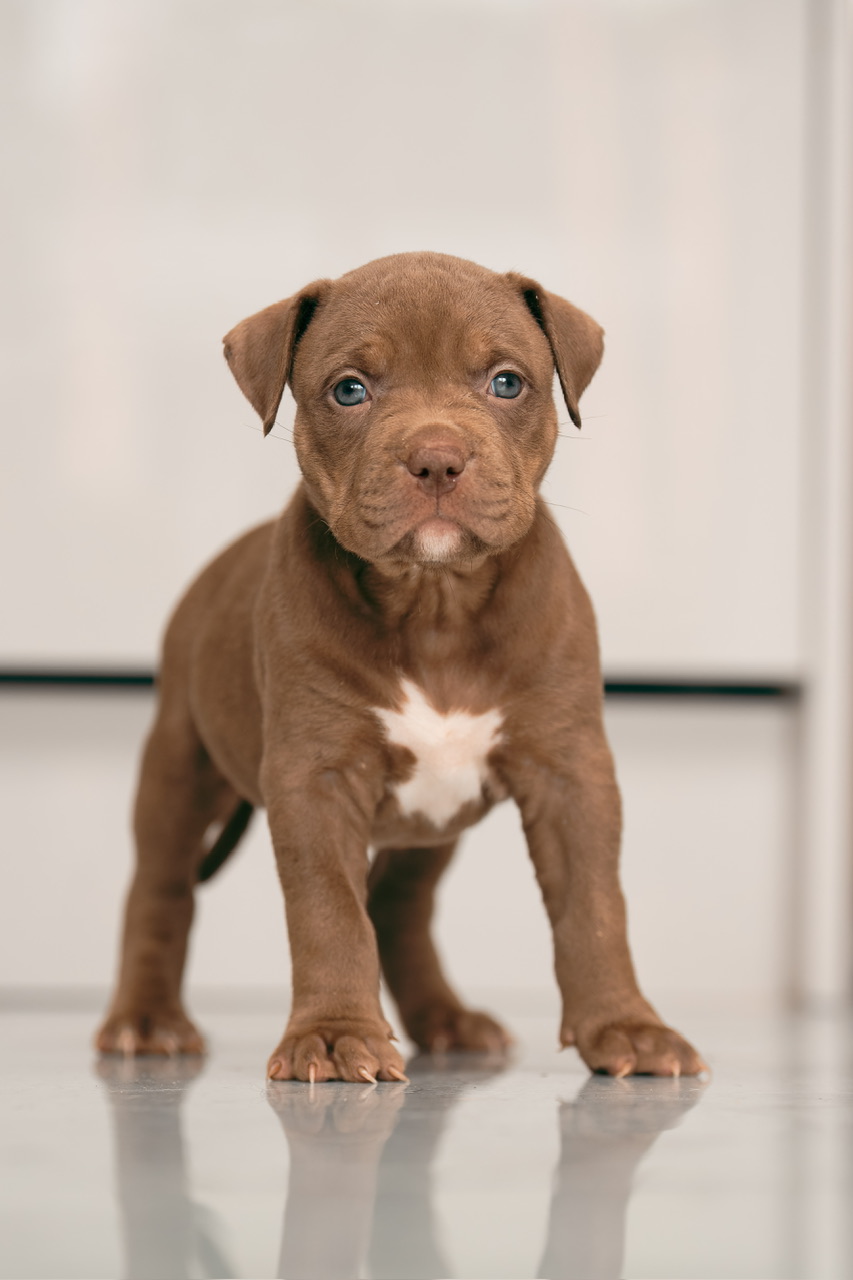 Dapple pitbull puppies for 2024 sale