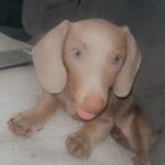 MINATURE DACHSHUND STUD DOG AVAILABLE Gallery Image