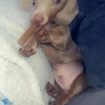 Beautiful Isabella King Zeus Miniature Dachshund Gallery Image