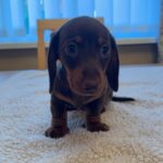 KC REGISTERED , TOP QUALITY MINI DACHSHUND PUPS, READY 2 LEAVE. Gallery Image