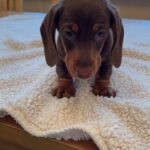 KC REGISTERED , TOP QUALITY MINI DACHSHUND PUPS, READY 2 LEAVE. Gallery Image