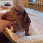 KC REGISTERED , TOP QUALITY MINI DACHSHUND PUPS, READY 2 LEAVE. Gallery Image