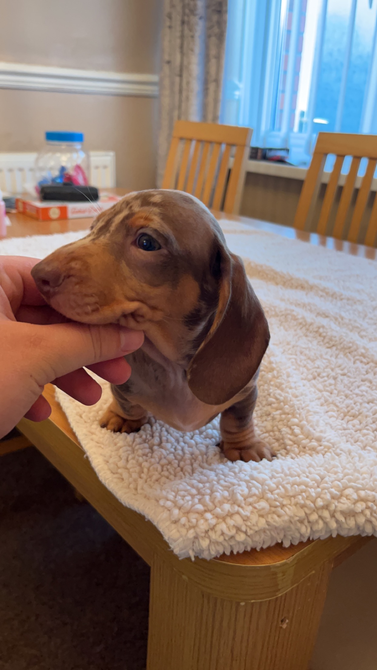 KC REGISTERED , TOP QUALITY MINI DACHSHUND PUPS, READY 2 LEAVE.