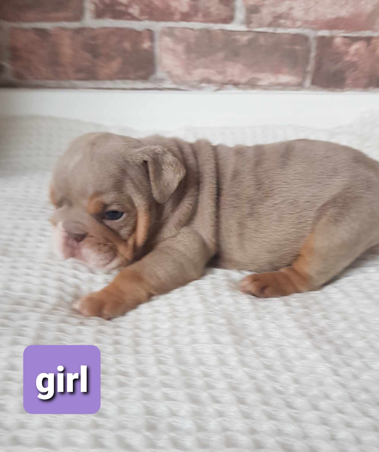 Lilac tan english outlet bulldog