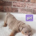 Stunning English bulldogs puppies Gallery Image