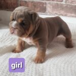 Stunning English bulldogs puppies Gallery Image