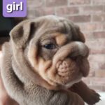 Stunning English bulldogs puppies Gallery Image