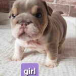 Stunning English bulldogs puppies Gallery Image