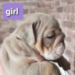 Stunning English bulldogs puppies Gallery Image