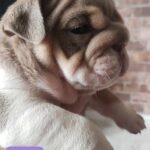 Stunning English bulldogs puppies Gallery Image