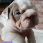 Stunning English bulldogs puppies Gallery Image