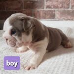 Stunning English bulldogs puppies Gallery Image