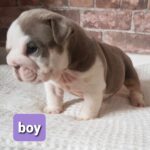 Stunning English bulldogs puppies Gallery Image