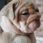 Stunning English bulldogs puppies Gallery Image