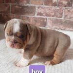 Stunning English bulldogs puppies Gallery Image