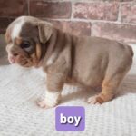 Stunning English bulldogs puppies Gallery Image