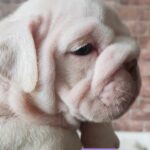 Stunning English bulldogs puppies Gallery Image