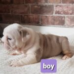 Stunning English bulldogs puppies Gallery Image